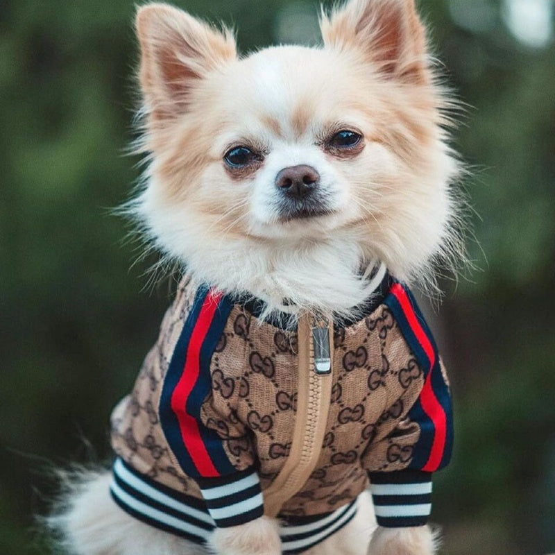 Gucci GG Monogram Baseball Dog Jacket