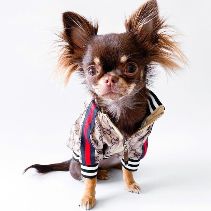 Gucci GG Monogram Baseball Dog Jacket