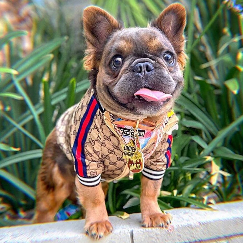 Gucci GG Monogram Baseball Dog Jacket