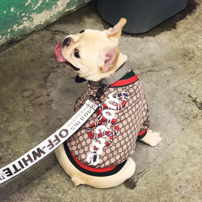 Gucci x Supreme Dog Jacket
