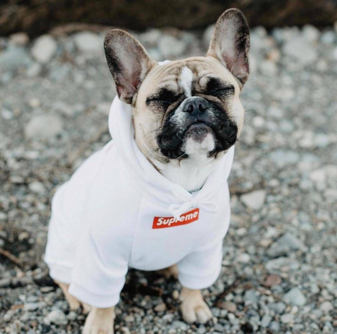 Supreme Style Dog Hoodie