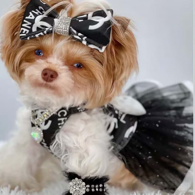 Chanel Dog Dress – CC Logo Pinafore with Tulle Star Skirt