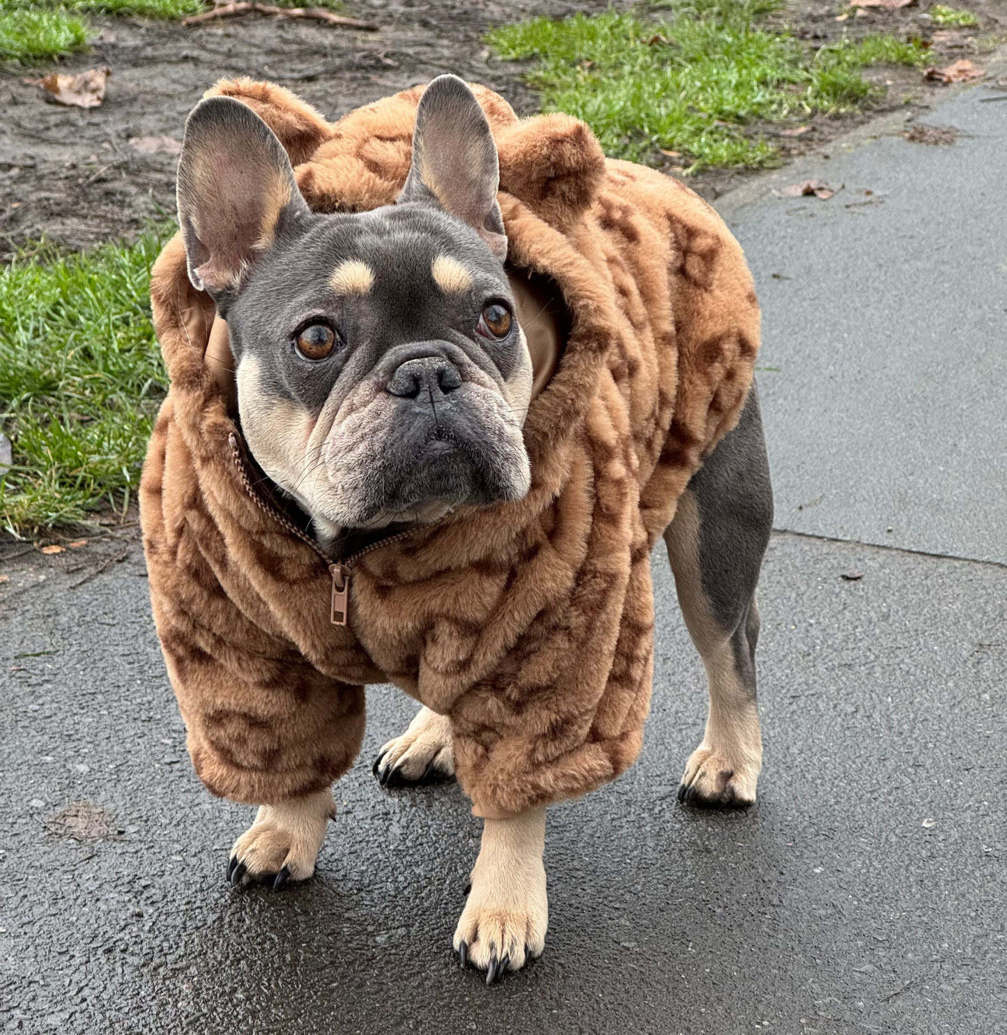 Louis Vuitton Jacket Monogram Print with Bear Ears Hood