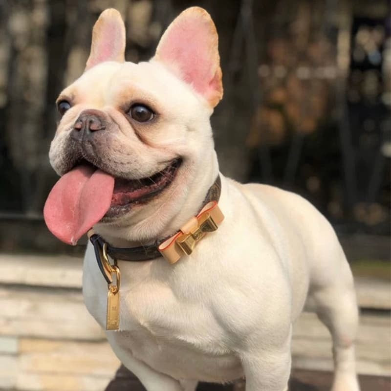 Louis Vuitton Monogram Dog Collar - Luxury Designer Pet Collar with Gold Hardware