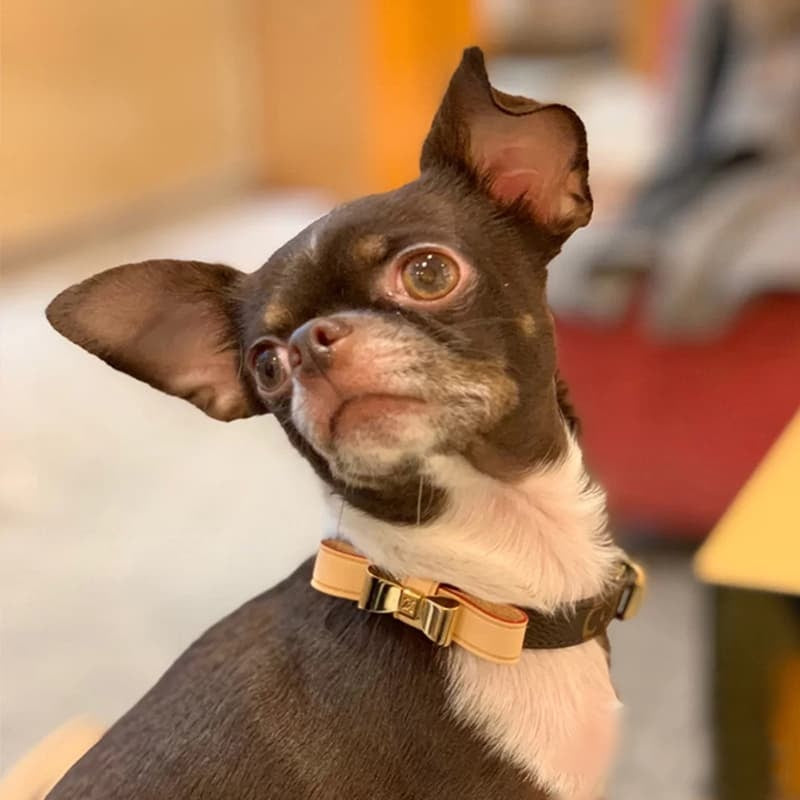 Louis Vuitton Monogram Dog Collar - Luxury Designer Pet Collar with Gold Hardware