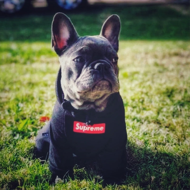 Supreme Style Dog Hoodie