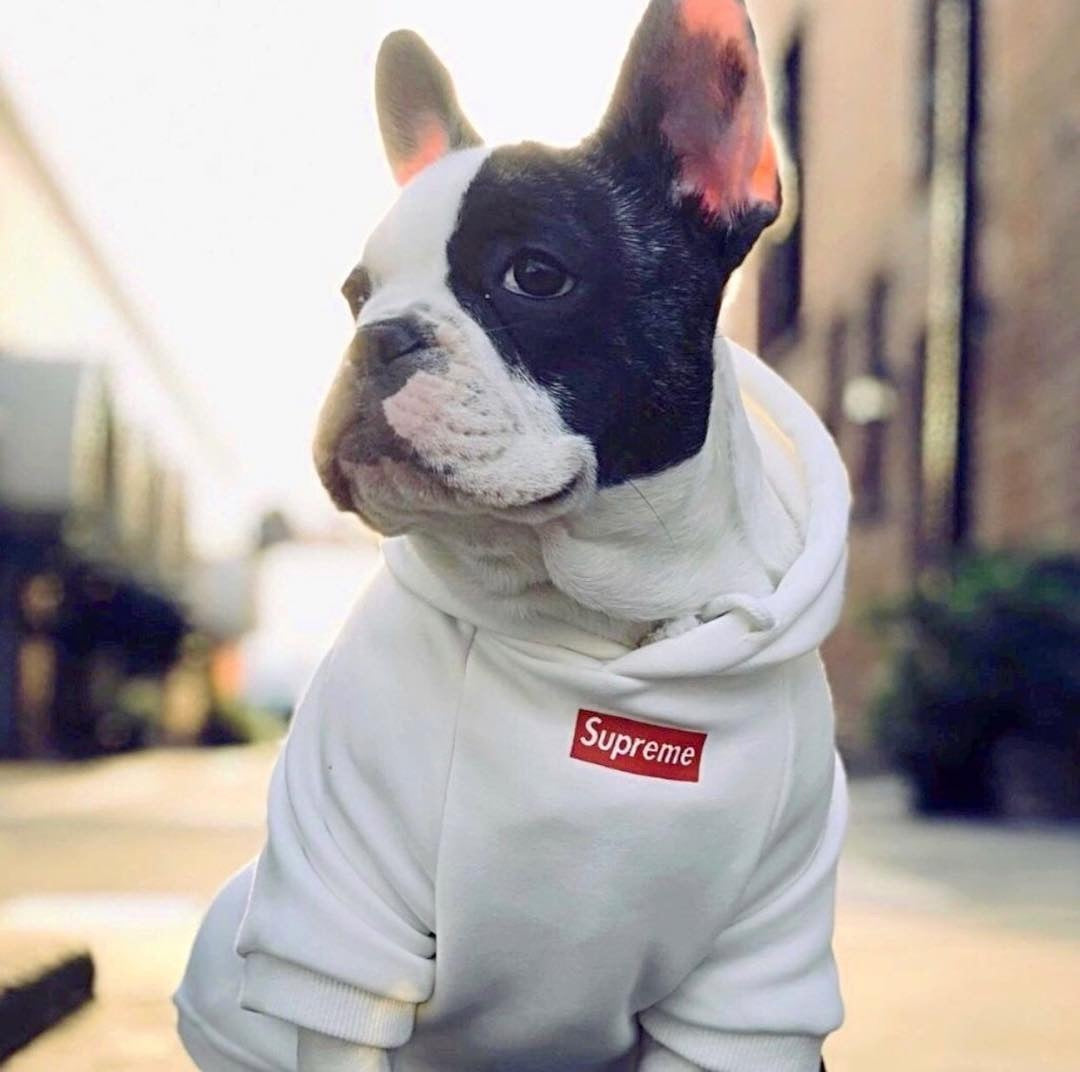Supreme Style Dog Hoodie
